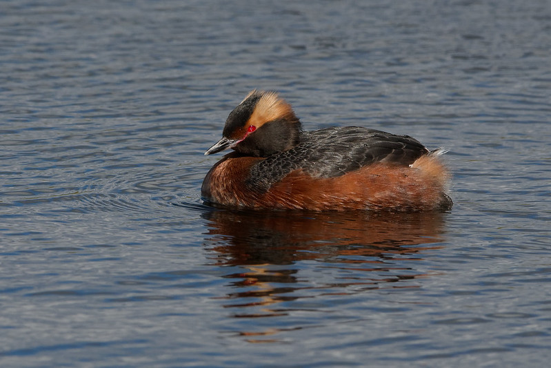 Grebe esclavon.jpg